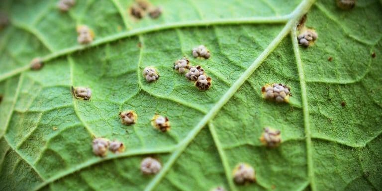 leaf, nature, mallow-3408930.jpg